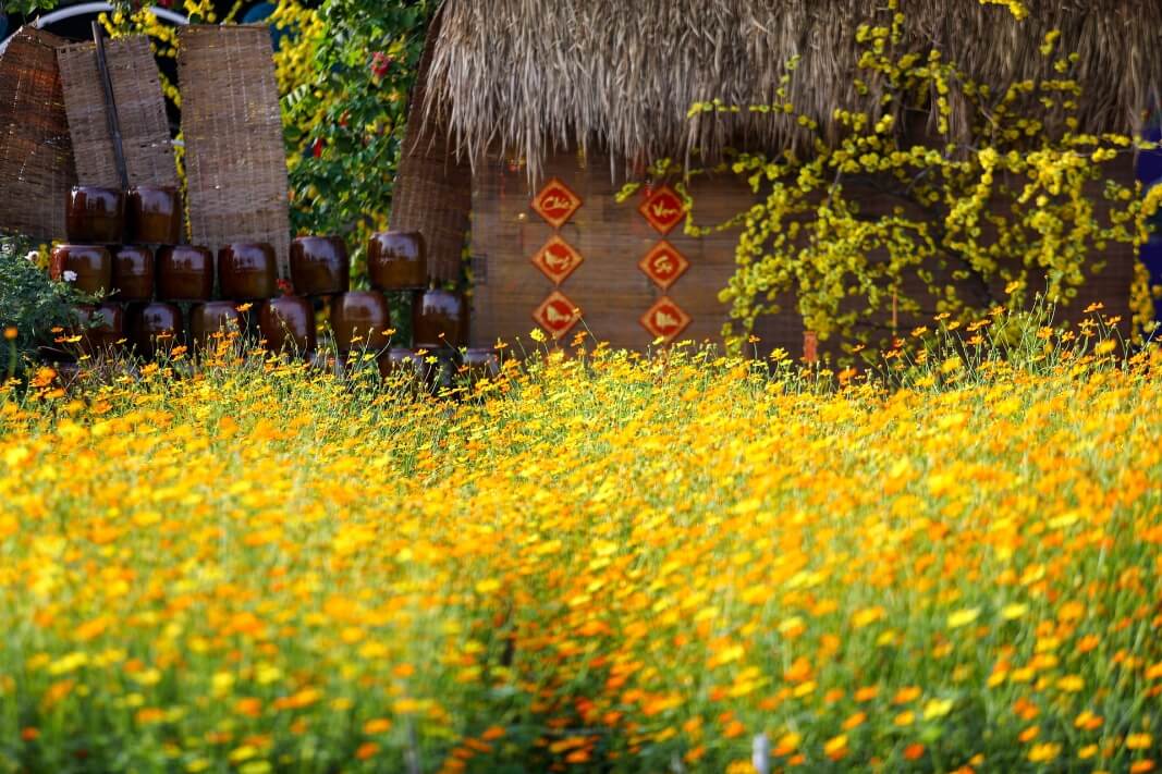 Team-building-binh-my-tham-quan-canh-dong-hoa-va-mieu-noi-9